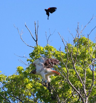 Red-tailed Hawk (6)