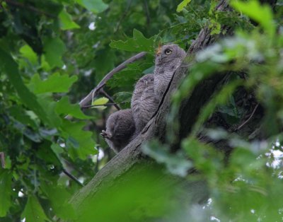 Eastern Screech-Owl Babies (1)