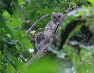 Eastern Screech-Owl Babies (2)