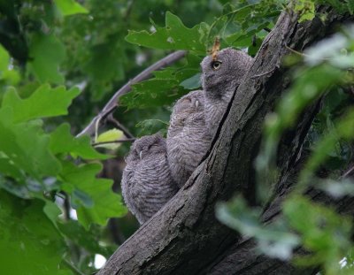 Eastern Screech-Owl Babies (3)