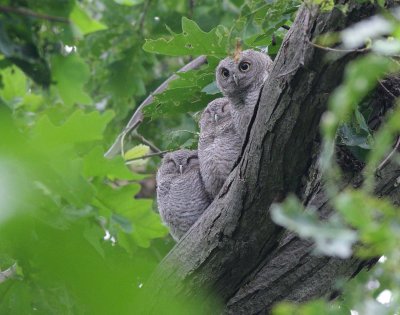 Eastern Screech-Owl Babies (4)