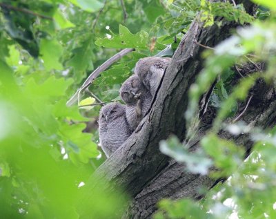 Eastern Screech-Owl Babies (5)