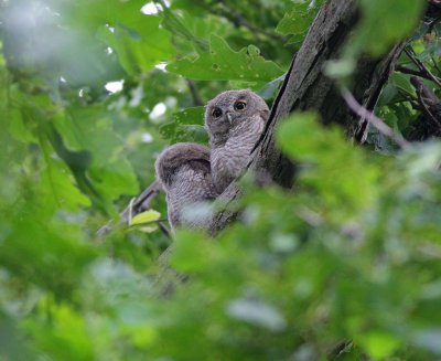 Eastern Screech-Owl Babies (6)