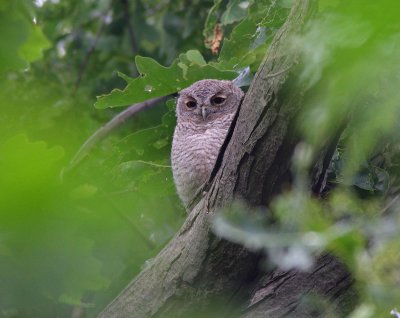 Eastern Screech-Owl Fledgling (1)