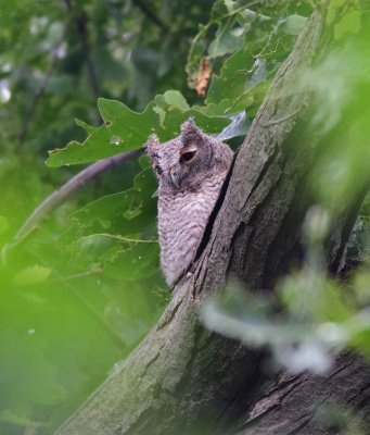 Eastern Screech-Owl Fledgling (2)