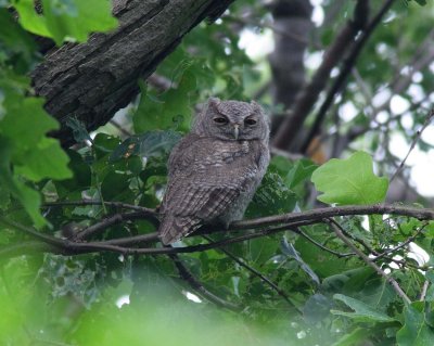 Eastern Screech-Owl Fledgling (3)