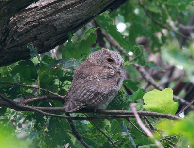 Eastern Screech-Owl Fledgling (5)