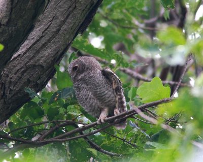 Eastern Screech-Owl Fledgling (7)