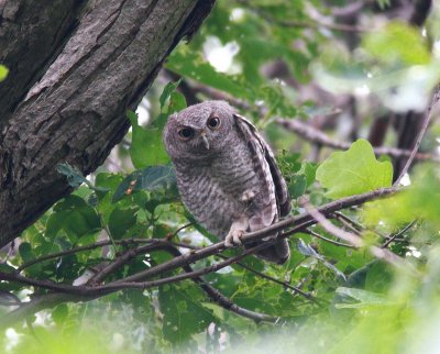 Eastern Screech-Owl Fledgling (8)