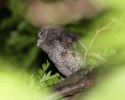 Eastern Screech-Owl (5)