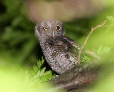 Eastern Screech-Owl (6)