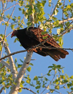 Turkey Vulture