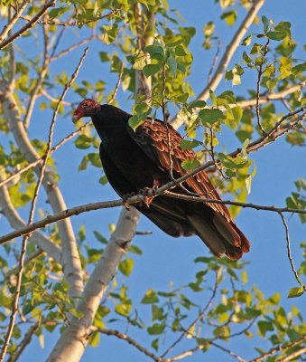 Turkey Vulture (2)