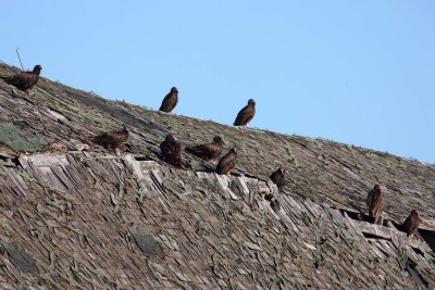 Turkey Vultures (6)