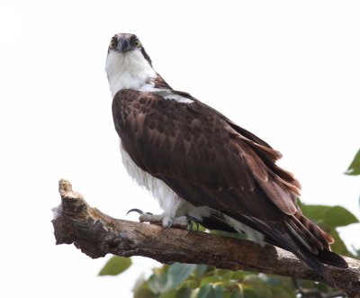 Osprey (1)
