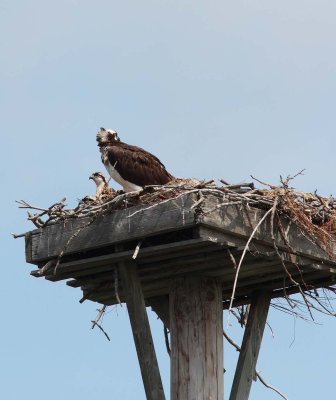 Adult osprey with chicks (1)