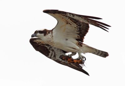 Osprey (2)
