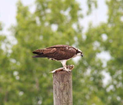 Ospey holding its catch
