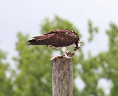 Osprey (3)