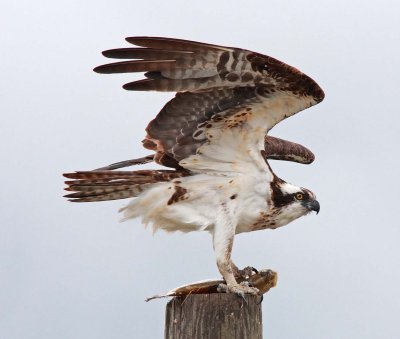 Ospey holding its catch (4)
