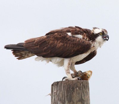 Ospey holding its catch (5)