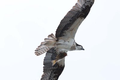 Osprey (4)