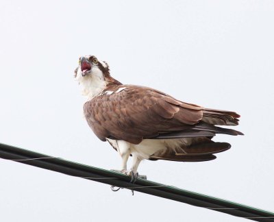 Osprey (5)