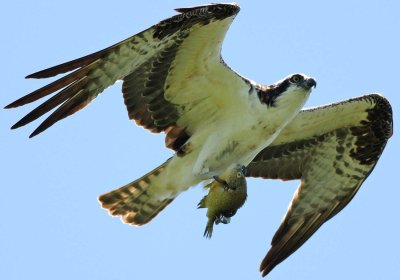 Ospey holding its catch (6)