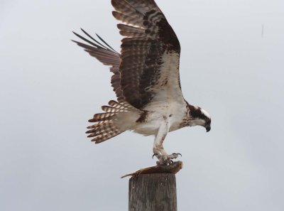 Ospey holding its catch (8)
