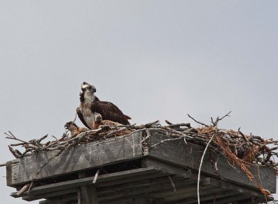 Adult osprey with chicks (3)