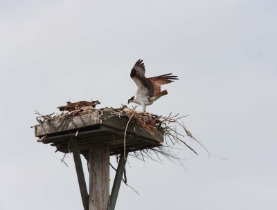 Osprey Nest
