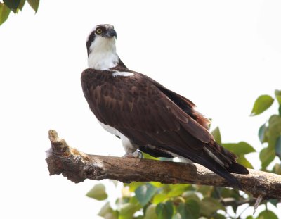 Adult Osprey (4)