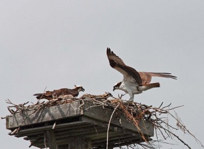 Osprey Nest (2)