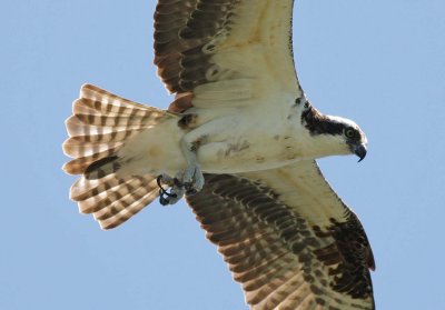 Osprey (6)