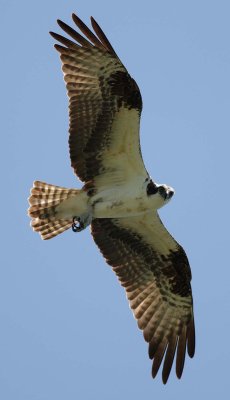 Flight of an osprey