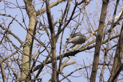 Cooper's Hawk