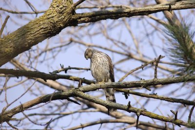 Cooper's Hawk seeking for prey