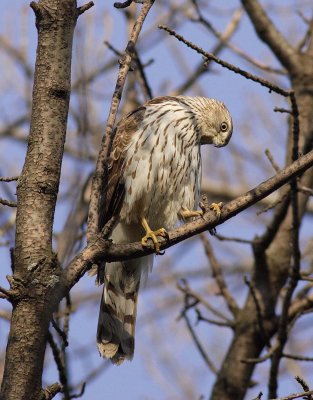 Cooper's Hawk following its prey