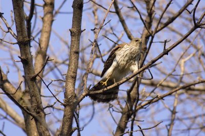 Cooper's Hawk first year (2)