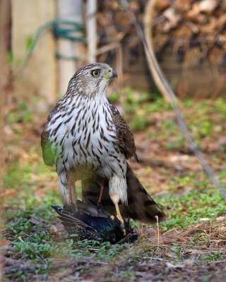 Cooper's Hawk first year holding prey