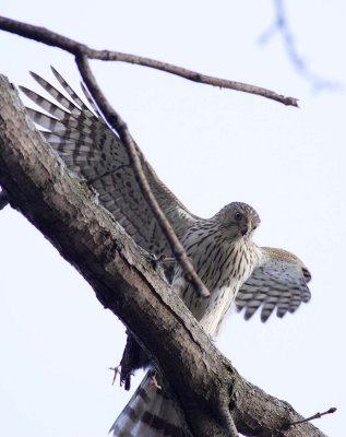 birds_of_prey