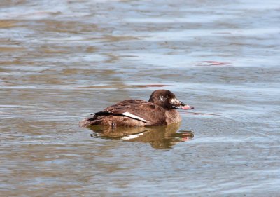 waterfowl