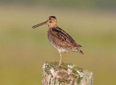 Common Snipe (1)