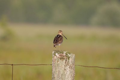 Common Snipe (3)