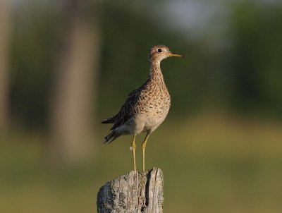 Upland Sandpiper (2)