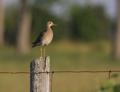 Upland Sandpiper (3)