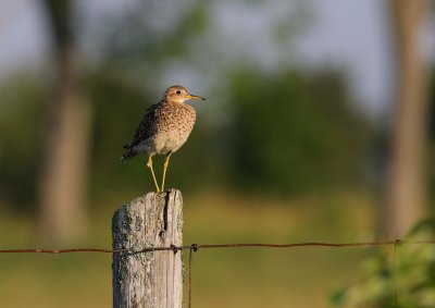 Upland Sandpiper (4)