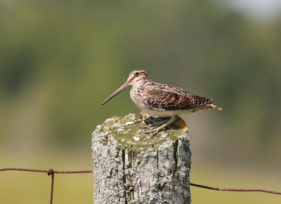 Common Snipe (4)