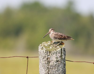 Common Snipe (5)