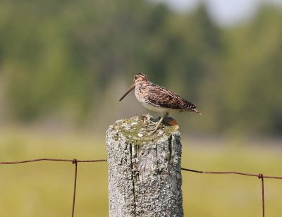 Common Snipe (6)